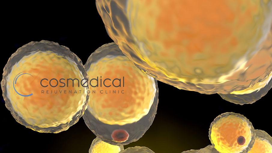 fat cell